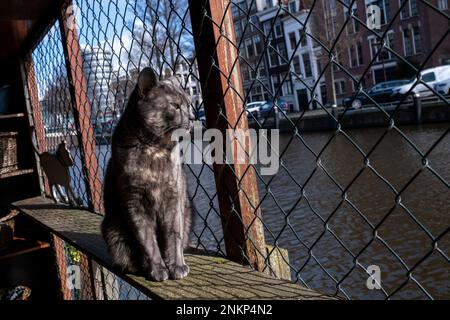 Netherlands, Amsterdam on 2022-03-14. Founded in 1966, De Poezenboot is a non-profit cat shelter on a barge that offers animals for adoption while rec