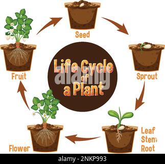 Life cycle of a plant diagram illustration Stock Vector Image & Art - Alamy