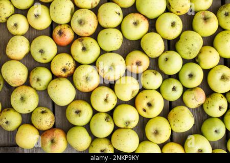 Many Fresh green apples background. harvest concept Stock Photo