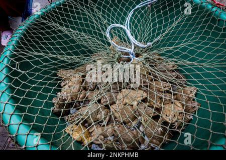 Lad Krabang, Thailand, 24/02/2023, A bucket of frogs is seen for sale. Daily life around Lad Krabang, a residential district near Suvarnabhumi International Airport, in East Bangkok, Thailand, on February 24, 2022. Stock Photo