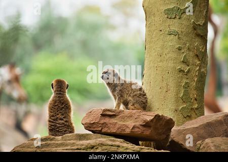 Two meerkats sit on a rock and observe the surroundings, a giraffe diffusely in the background. Stock Photo