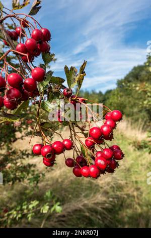 Closeup of bright red / crimson hawthorn berries growing on common hawthorn bush (Crataegus monogyna), in September, Leicestershire, England, UK Stock Photo