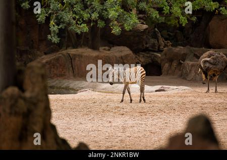 Distant shot of a baby zebra, in the background a rocky landscape with trees and an African ostrich. Stock Photo