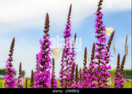 Green-veined White (Pieris napi) feeding on purple flower, wide angle shot, Netherlands. Stock Photo