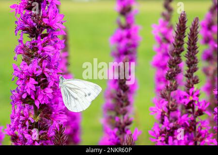 Green-veined White (Pieris napi) feeding on purple flower, Netherlands. Stock Photo