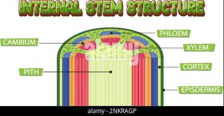 Internal structure of stem diagram illustration Stock Vector Image ...