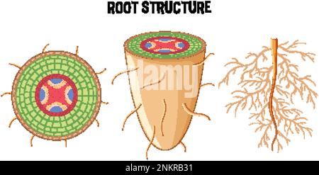Internal structure of root diagram illustration Stock Vector Image ...
