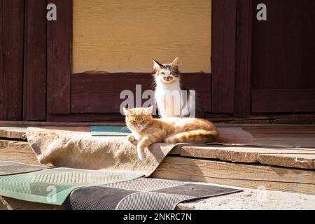 Close up two sleepy cats on doorstep in sunshine concept photo Stock Photo
