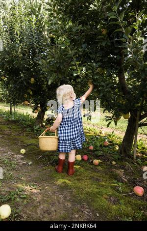 Girl in gingham dress picking apples from apple tree Stock Photo