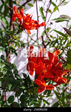 Bright red-orange Tecomaria flowers on a shrub with green leaves close up Stock Photo