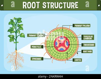 Plant cell structure. Anatomy of a tree leaf cell. Cross section of a ...