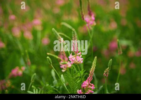 Sainfoin Onobrychis viciifolia growing in the grassland. Common sainfoin fowering in summer Stock Photo