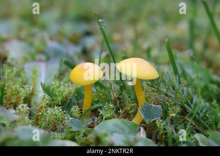 Hygrocybe ceracea, known as butter waxcap or wax cap, wild mushroom from Finland Stock Photo