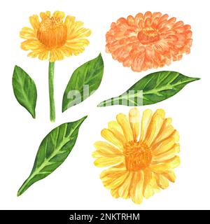 Hand-drawn watercolor zinnia flowers and leaves. A small part of the big set BIRDS GARDEN Stock Photo