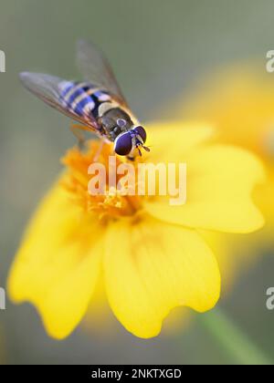 Hover fly, also called flower fly or syrphid fly, feeding on a flower Stock Photo