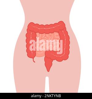 Anatomy of the colon. Intestine icon. Human internal organ. Health bowel. Medical vector illustration in flat cartoon style Stock Vector