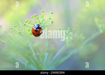 Ladybird and flowering fennel Stock Photo
