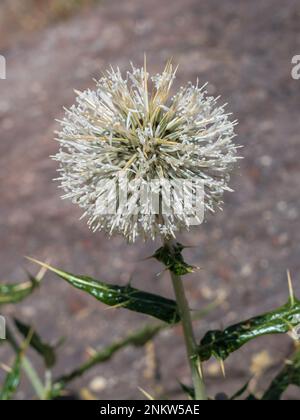 Closeup view of the white flower of echinops echinatus aka indian globe thistle or camel's thistle blooming outdoors on natural background Stock Photo