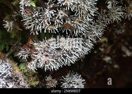 A fungus called Stilbella byssiseda, parasite on host slime mold called ...