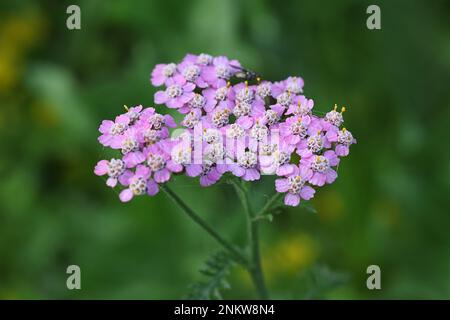 Common yarrow, Achillea millefolium, with purple flowers, traditional medicinal plant Stock Photo