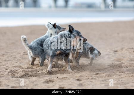 Funny puppies and adult blue heeler or australian cattle dog playing on the beach. Dogs in motion Stock Photo