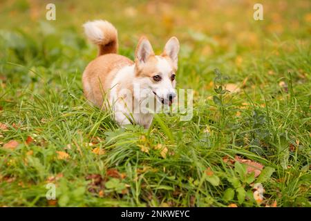Funny welsh corgi pembroke dog looks like fox walking on grass Stock Photo