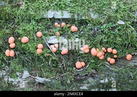 Lycogala epidendrum, commonly known as wolf's milk, slime mold from Finland Stock Photo