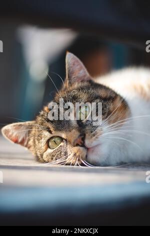 Close-up of the glowing green eyes of a colorful house cat lying in the sunlight, resting on the tiles, looking intently into the camera. The life of Stock Photo