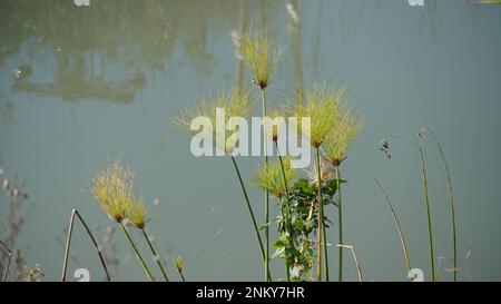 A grove of papyrus or cyperus (Cyperius papyrus ) grass blowing in the wind and forms tall stands of reed-like swamp vegetation in shallow water Stock Photo