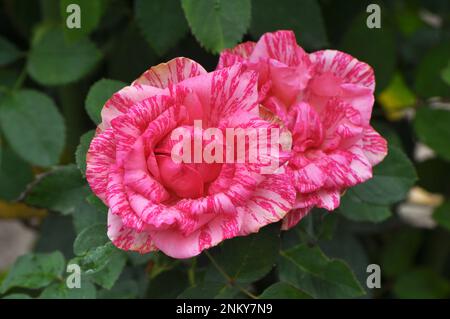 Roses bloom in the garden in the summer. Stock Photo