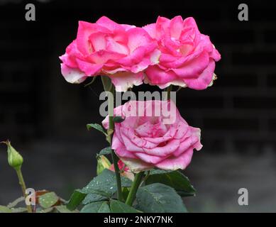 Roses bloom in the garden in the summer. Stock Photo