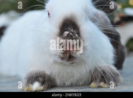 Home rabbit patient with viral myxomatosis disease Stock Photo