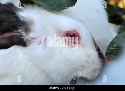 Home rabbit patient with viral myxomatosis disease Stock Photo