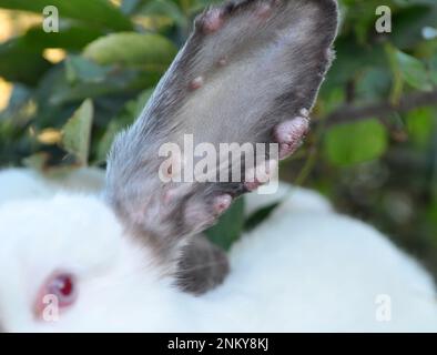 Home rabbit patient with viral myxomatosis disease Stock Photo