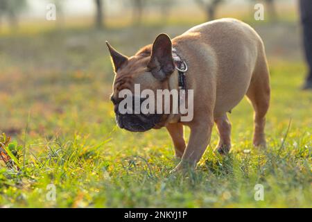 A French Bulldog is walking on the ground in a lush green field Stock Photo
