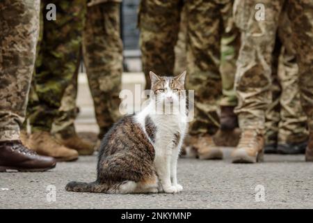 Downing Street, London, UK. 24th February 2023.  Larry the Cat welcomes the Ukrainian armed forces outside number 10 Downing Street, to mark the one-year anniversary of the full-scale Russian invasion of Ukraine. Photo by Amanda Rose/Alamy Live News Stock Photo