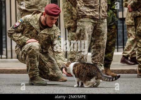 Downing Street, London, UK. 24th February 2023.  Larry the Cat welcomes the Ukrainian armed forces outside number 10 Downing Street, to mark the one-year anniversary of the full-scale Russian invasion of Ukraine. Photo by Amanda Rose/Alamy Live News Stock Photo