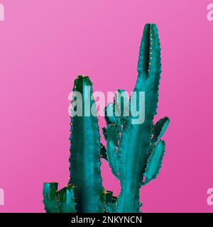 Beautiful cactuses on pink background. Creative design Stock Photo