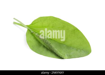 Green broadleaf plantain leaf and seeds on white background Stock Photo