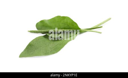 Green broadleaf plantain leaves and seeds on white background Stock Photo