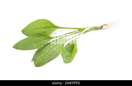 Broadleaf plantain with seeds on white background. Medicinal herb Stock Photo