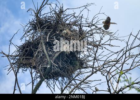 Rook nest hi-res stock photography and images - Alamy