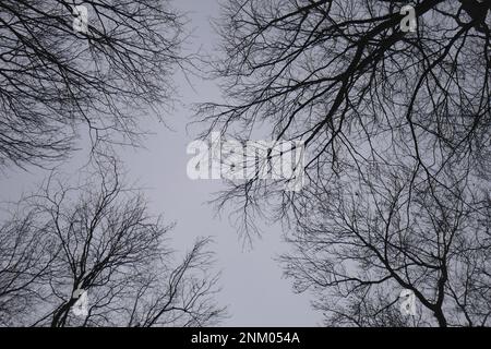 Deciduous trees in winter in a forest silhouetted against the sky, Koszeg Hills, Vas County, Hungary Stock Photo