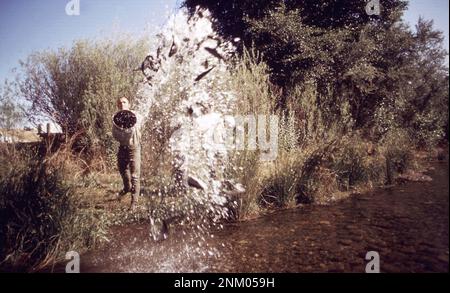 1970s United States:  A park ranger stocking fish in the Merced River  ca.  1972 Stock Photo