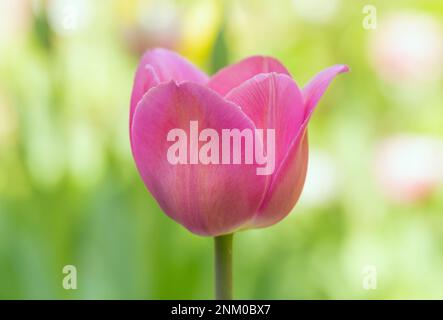 Purple tulip flower close-up on a colored blurred background Stock Photo