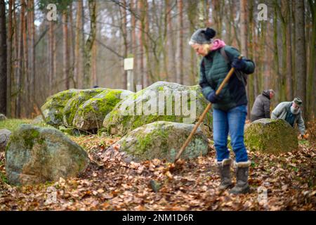 24 February 2023, Saxony-Anhalt, Höhe Börde: A volunteer archaeological preservationist right in front of the megalithic tomb 'Küchentannen' of leaves and pine needles together. In the Haldensleben forest near the village of Süplingen, spring cleaning has begun at the megalithic tombs. In the forests around Haldensleben there are more than 80 megalithic graves, the largest closed megalithic grave area in Central Europe. The megalithic grave 'Küchentannen' was built in 3000 B.C. during the Neolithic period. The builders were farmers and cattle breeders, according to an information board at the Stock Photo