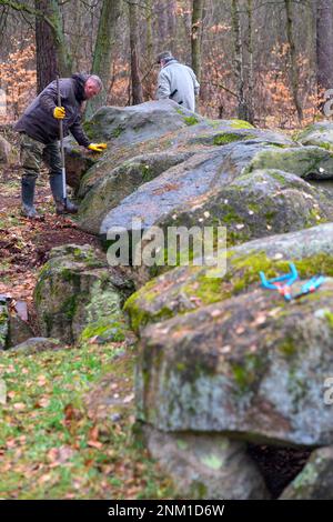 24 February 2023, Saxony-Anhalt, Höhe Börde: Oliver Strätz (l), volunteer archaeological curator, clears the entrance to the burial chamber of the 'Küchentannen' megalithic tomb of leaves and pine needles. Spring cleaning of the megalithic tombs has begun in the Haldensleben forest near the village of Süplingen. In the forests around Haldensleben there are more than 80 megalithic graves, the largest closed megalithic grave area in Central Europe. The megalithic grave 'Küchentannen' was built in 3000 B.C. during the Neolithic period. The builders were farmers and cattle breeders, according to a Stock Photo