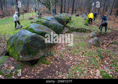 24 February 2023, Saxony-Anhalt, Höhe Börde: Volunteer archaeological monument conservators free the 'Küchentannen' megalithic grave from leaves and pine needles. In the Haldensleben forest near the village of Süplingen, spring cleaning has begun at the megalithic tombs. In the forests around Haldensleben there are more than 80 megalithic graves, the largest closed megalithic grave area in Central Europe. The megalithic grave 'Küchentannen' was built in 3000 B.C. during the Neolithic period. The builders were farmers and cattle breeders, according to an information board at the edge of the gra Stock Photo