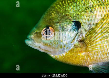 Bleu gill close up underwater in the St. Lawrence River in Canada Stock Photo
