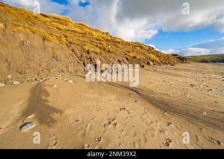 Erosion of the sand dunes on the beach at Porth Neigwl bay also known as Hells mouth on the Llyn Peninsula near Llanengan North Wales. Stock Photo